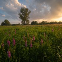 Sumer Meadows Bloom