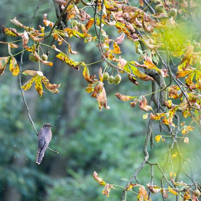 Cuckoo