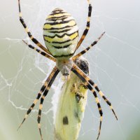 Wasp Spider