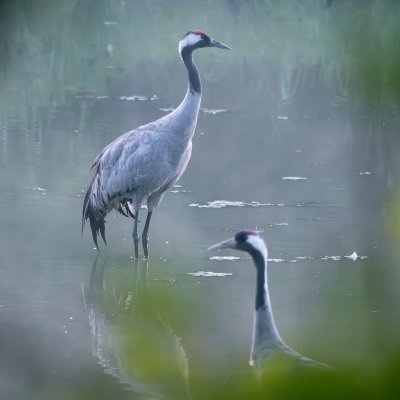 Cranes at Sunrise