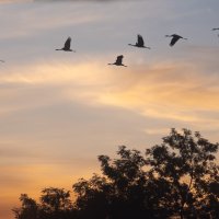 Cranes in Flight