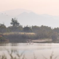 Flamingos in Spain 