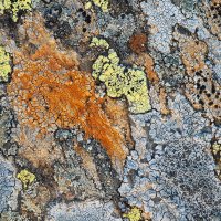 Alpine Lichen