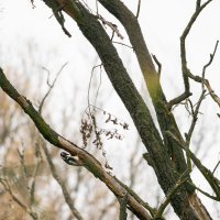 Spotted woodpecker in autumn