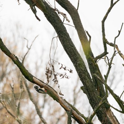 Strakapoud na podzim