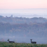 Deers above Bílovecko region