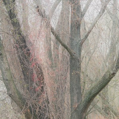 Autumn Thickets