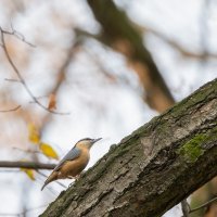 Wood Nuthatch