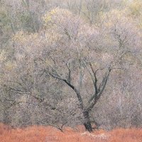 Willows from distance