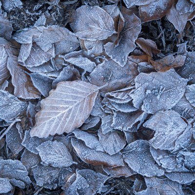 Frozen Leaves II