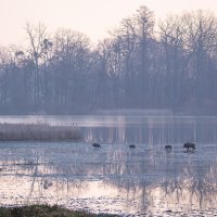 Wild Boars in Winter