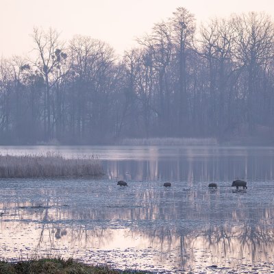 Wild Boars in Winter