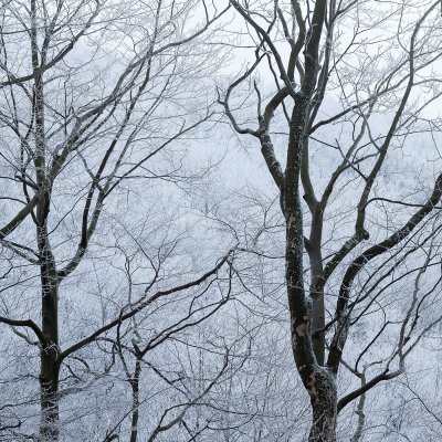 Tree Dialogue