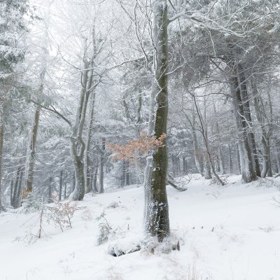 Winter Forest in Beskydy Mountains