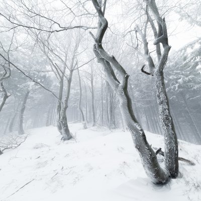 Ice Forest