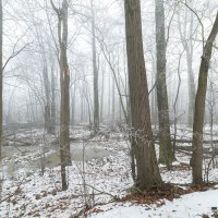 Mists in Winter Forest