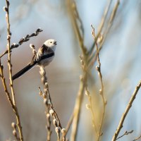 Long Tailed Tit 