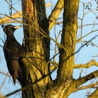 Black Woodpecker