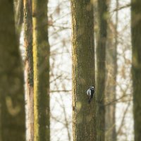 Spotted woodpecker in an alder forest